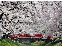 【埼玉県深谷市】地域の美しい桜の風景を未来へつなぐために、「深谷の桜、復活プロジェクト」を始動！