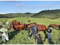 【岩手県久慈市】牛とふれあい、地域の自然や食を体験する2日間！親子向け「いのちの物語体験」ツアー
