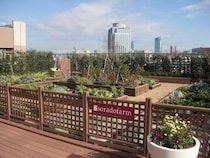 【東京都渋谷区】JR恵比寿駅直結の屋上農園「ソラドファーム恵比寿」がリニューアル
