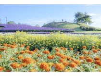 【滋賀県高島市】「びわこ箱館山」がリニューアル！絶景・花・アクティビティ・グルメで1日中遊べる