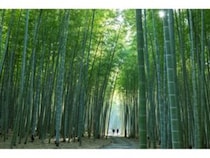 【栃木県宇都宮市】竹林で神秘的な“雲海”を体験。竹林観光施設「若竹の杜 若山農場」リニューアルオープン