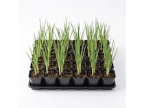 家庭で育てる「淡路島玉ねぎ」厳選ポット苗3品種の予約販売がスタート！