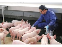 青森の養豚農家が子ども向けオンライン食育プロジェクト始動！第1弾は養豚場の現場紹介