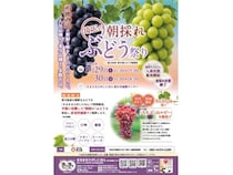【埼玉県さいたま市】「埼玉の朝採れぶどう祭り」開催！県内の農家がつくったぶどうを直売所価格で販売