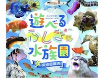 【茨城県水戸市】本物の海のいきものたちを観察＆触れ合える「サマーアクアリウム遊べるふしぎな水族園 in 京成百貨店」開催