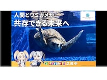 【徳島県美波町】ウミガメ専門の博物館がクラファンを実施中！ウミガメを守る輪をさらに広げる