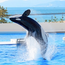 全問正解で限定エコバッグも！IFME×神戸須磨シーワールドで“足型測定×海の生きものクイズ”開催【親子で学べる特別イベント】