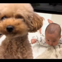 華麗なる4度見⁉ かれこれ6ヶ月も一緒に過ごしているはずの赤ちゃんに驚くワンコ