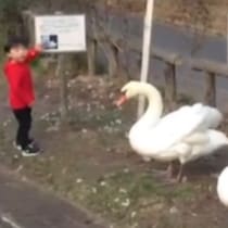 爆笑の嵐「全部外してておもろいｗ」ホンモノの鳥を模型だと勘違いした男の子