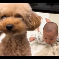 華麗なる4度見⁉ かれこれ6ヶ月も一緒に過ごしているはずの赤ちゃんに驚くワンコ