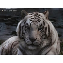 【#夜の動物なにしてる？】真っ暗なサファリを探検！ホワイトタイガー＆ペンギンの赤ちゃんに会える“冬の夜ツアー”開催！