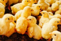 ひよこ鑑定士の平均年収は500万円！どうすればなれる？どこで働いている？