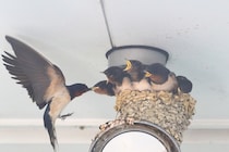 野鳥のヒナが巣から地面に落ちていても助けてはいけない。どうするのが正解？