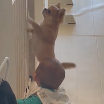 わんこ先生のお手本で赤ちゃんが「できた！」見守る姿がまるで師匠