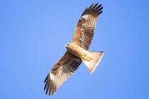 謎の山火事の犯人は鳥だった⁉ 火を運ぶ鳥の賢すぎる狩りの手法