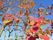 まさか更年期症状だったなんて。病院を渡り歩いてもわからずドクターショッピングに陥る女性も