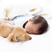 昼寝中の生後4ヶ月児、目を離した15分で「おむつが血に染まった」。局部から出血…襲ったのは“室内飼いの小型犬”【子どもの事故】