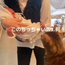 【未知との遭遇】赤ちゃんを「ガン見」して固まる猫の表情が正直すぎ…