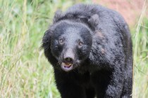 生成AI動画の拡散が生んだ「ツキノワグマなら勝てる」という誤解…クマに遭遇したときの正しい対応とは？