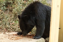 「ドングリ不作」とクマ出没の本当の関係──なぜクマは人里へ現れるのか？ 出没増加の背景を科学的に読み解く