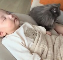 【可愛さの大渋滞】どうしても赤さんとママの間に入りたくてたまらない猫ちゃん♡