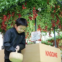 え⁉ 木に実るトマトを収穫？ まるで絵本のような不思議体験ができる【カゴメ】の無料イベント（東京・世田谷区）