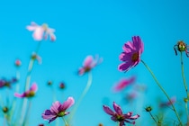 49歳で突然の大量出血、15日周期で生理がきて…「これはおかしい」【更年期体験談】