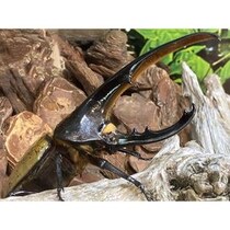 小・中学生が【入館無料】生きた昆虫にさわれる…！虫好きキッズが夢中になる夏休みの昆虫展