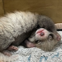 【可愛すぎる】巣箱の外で衰弱していた赤ちゃんも…レッサーパンダの赤ちゃん2頭が4年ぶり誕生