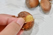 【栗の剥き方】冷凍すると簡単に剥けるって本当？ほかの方法と比較してみた結果…