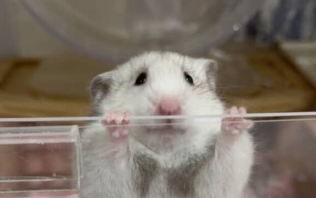 店員「長毛ハムスターです」→成長したら…… 「ちょっ!ww」予想外すぎる“爆毛”が150万表示「ケツ毛がっ」