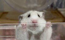 【画像】記事を読む