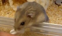 飼い主を“でき愛”するハムスター　衝撃の愛情表現が428万表示「胸が熱くなります」「泣きそう」