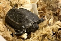 【画像】記事を読む