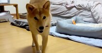 猫と暮らす知人に、柴犬を預けたら……「もしかして入れ替わってる？」　犬らしからぬ“驚きのしぐさ”が190万再生　「猫に憧れたのかな」