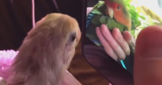 16歳のおじいちゃんインコに“思い出の写真”を見せたら…… 「涙出そう」胸がぎゅっとなる展開に「素敵すぎんねんけど」