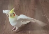 インコに愛されすぎた息子が起床すると……　「落ち着かない」まさかの“行動”に爆笑「大好きなんですね」