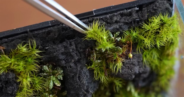 ペットボトルサイズの容器にコケを植えて3カ月後…… 誕生した“最小のミニチュア水景”に「本当にすごい!」「とても美しい」