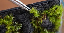 ペットボトルサイズの容器にコケを植えて3カ月後……　誕生した“最小のミニチュア水景”に「本当にすごい！」「とても美しい」