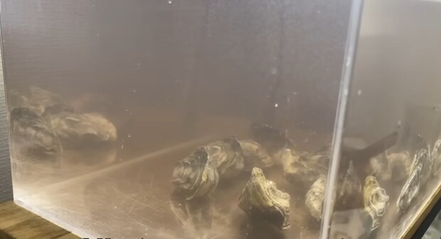 スーパーで買った生きてる牡蠣→汚い水槽に入れて24時間後…… 驚きの光景に「凄すぎますね!」「やっぱり天才だわ」