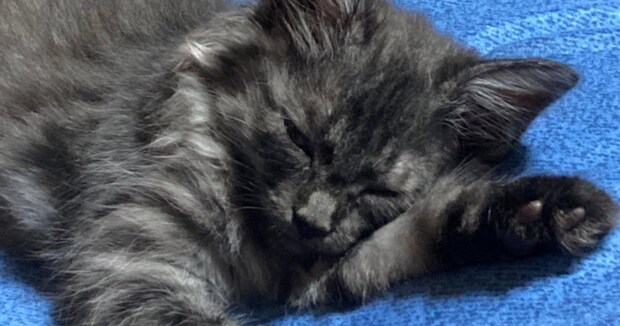 グレーの子猫を保護して1年半後→獣医師「そんなに変わるとは」 仰天のビフォーアフターが話題 さらに3年後の現在を聞いた