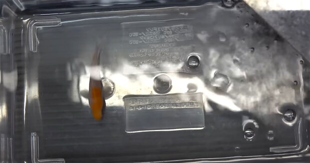 “大事なものを失った”コイをお迎え→金魚と一緒に育てたら……　興味深い光景に「本能も生命力もすごい」「心配になりますね」