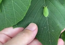 娘「花火出す虫いた」→そんなワケないと思ったが……　まさかの“光景”が1000万表示「こんなん人間でもビビる」