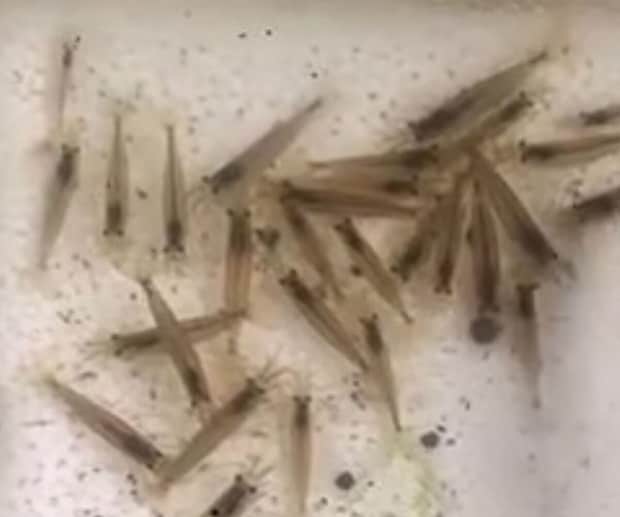 エビ100匹を捕まえた男性→13日後、ウキウキで見に行くと……　「なんで？」思わぬ光景に「吹き出した」と100万再生