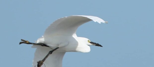 「なんてこと!」飛んで行く“野鳥の足”をよく見ると…… まさかの獲物が52万表示「どちらも必死」「怖」