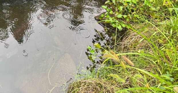 友達のおじいちゃん家→大きな池で泳ぐ“まさかの生物”が220万表示 「ヤバすぎる」「うらやましい」「そんなに長生きするとは」