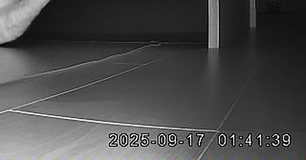 深夜のペットカメラに映っていたのは……　“突っ込まずにいられない”愛猫のポーズに「足の角度最高」「エアロビ中？」