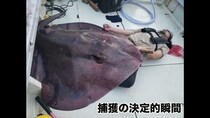 巨大深海魚のぶっとい毒針に刺され5時間後、体がとんでもないことに……　衝撃の経過報告に「死なないで」