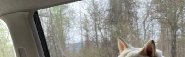 ジブリ作品の放送翌日「お前のとこ犬出てたやん！！」→よく見ると……　まさかの表情が「これより似てる犬みたことない」「うわーーーーそのまま！」と133万表示