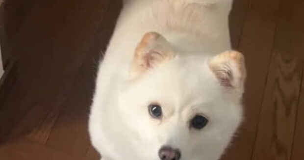 飼い主を見送った愛犬→3秒後に見せた“まさかの行動”が890万再生「うちの犬もこんな感じ」「これが忠犬ハチ公か」